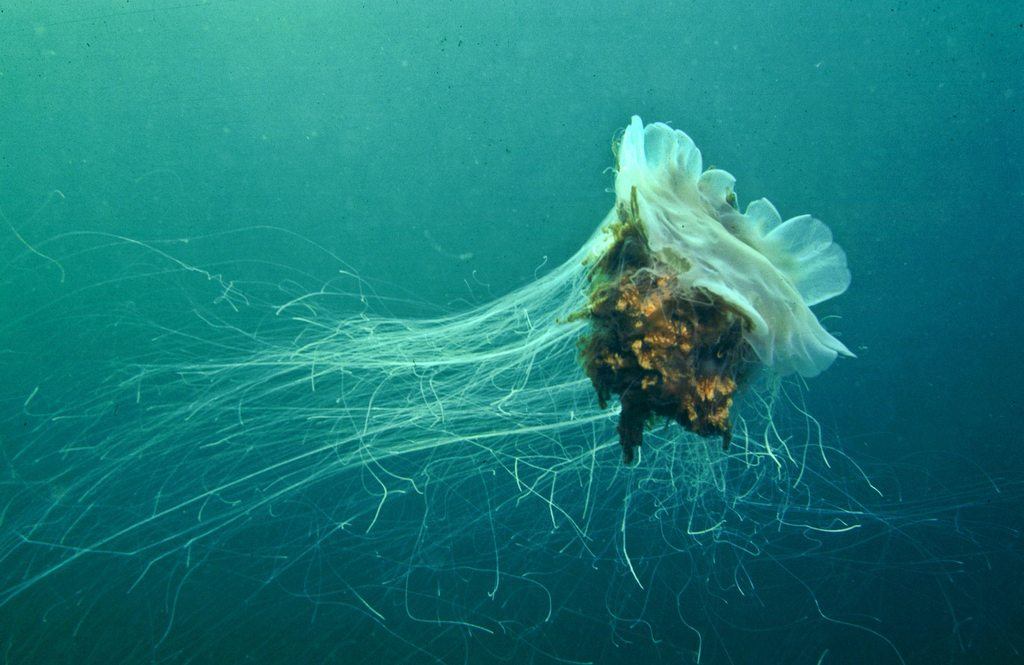 Lions Mane Jellyfish from Kilbrannan Sound Argyll and Bute, Scotland