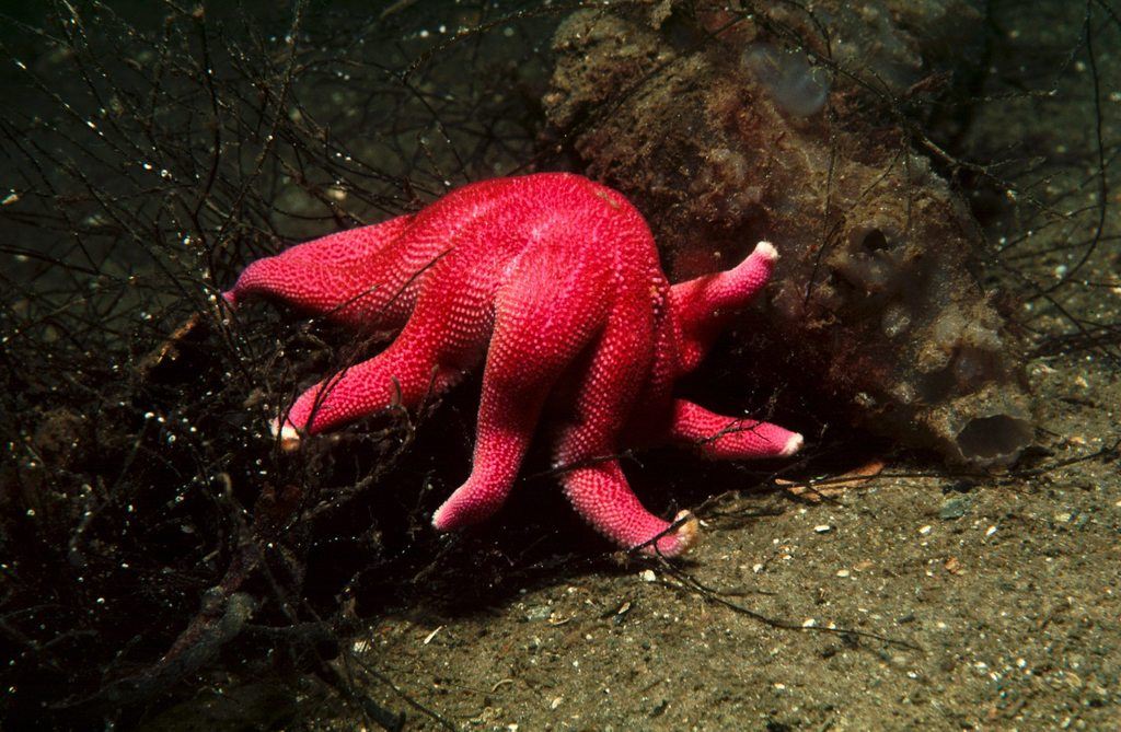 Purple Sunstar in Loch Shira, Scotland
