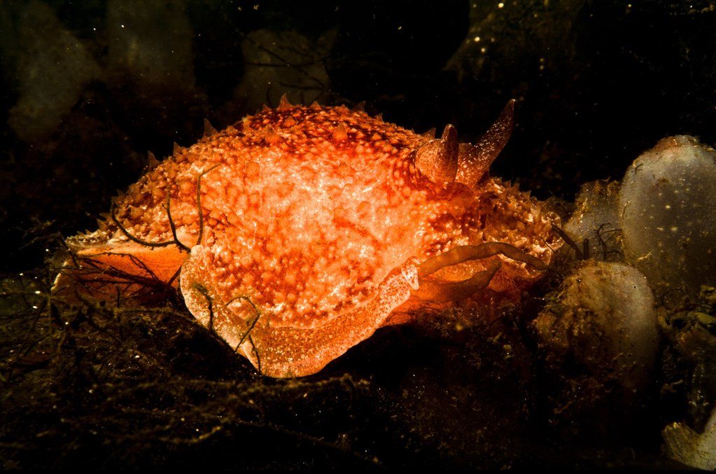 Highland Dancer Nudibranch taken in early spring Loch Fyne, Scotland