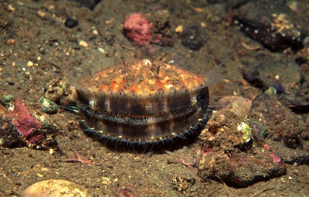 Queenie Scallop sitting on mud/shell seabed Loch Fyne, Scotland
