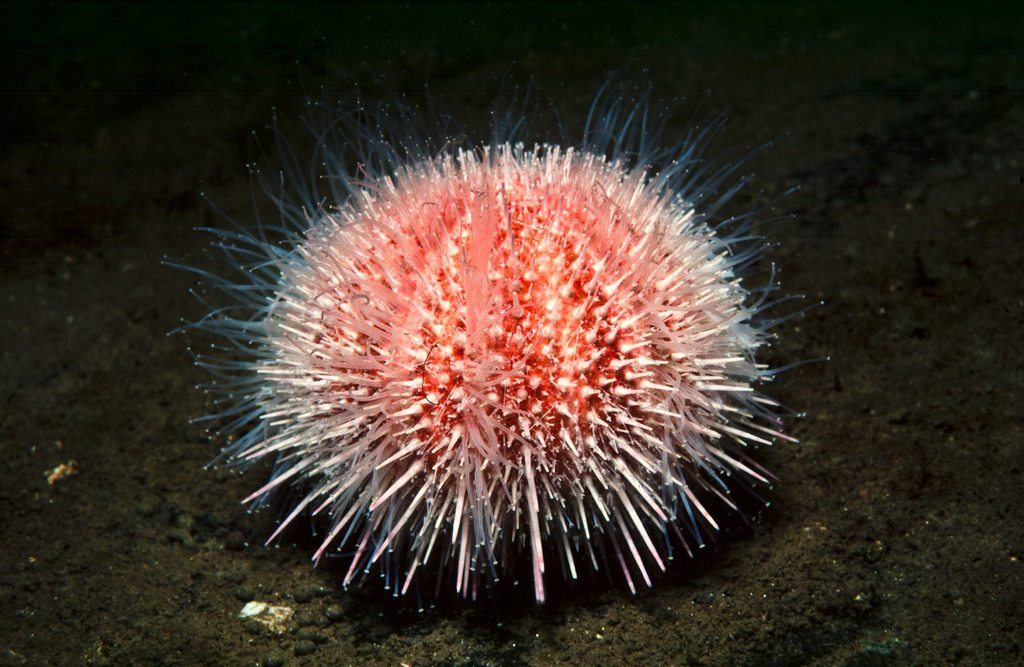 Edible Sea Urchin taken at 24 metres near the base of a reef in Loch Fyne, Scotland