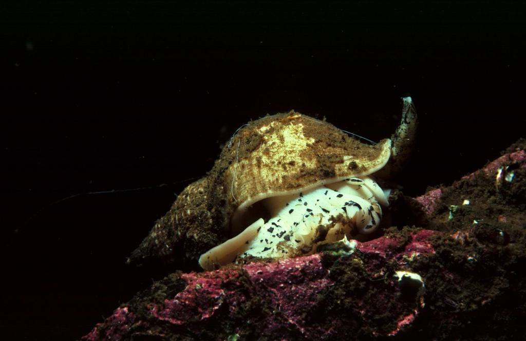 Common Whelk taken at 26 metres on rock reef at Crarae Bay, Loch Fyne, Scotland