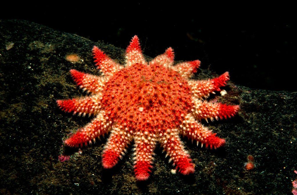 Common Sunstar from underwater reef in Loch Fyne, Scotland