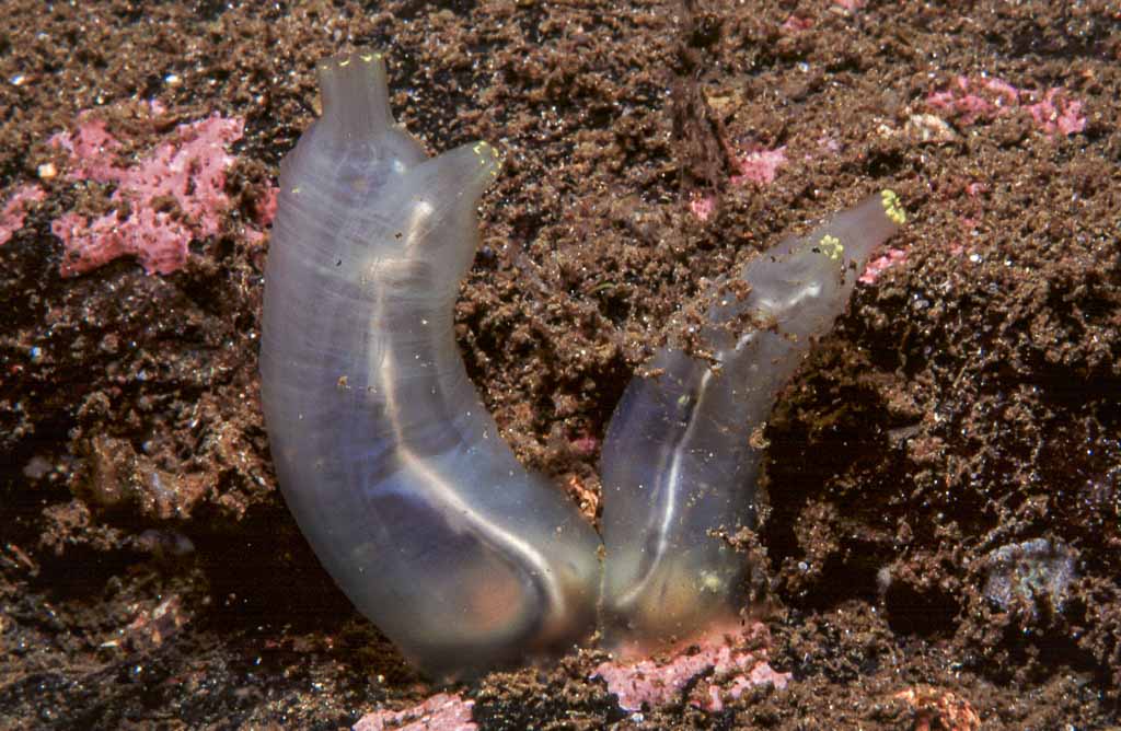 Yellow Sea Squirt in Scottish sealoch