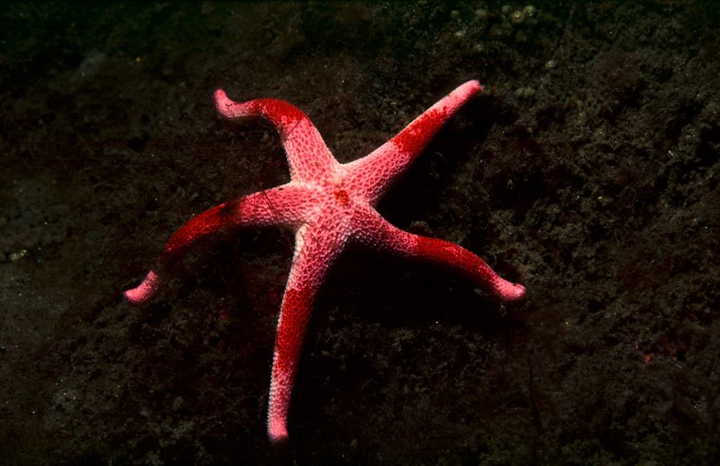 Bloody Henry Starfish on a rock in Loch Fyne Scotland