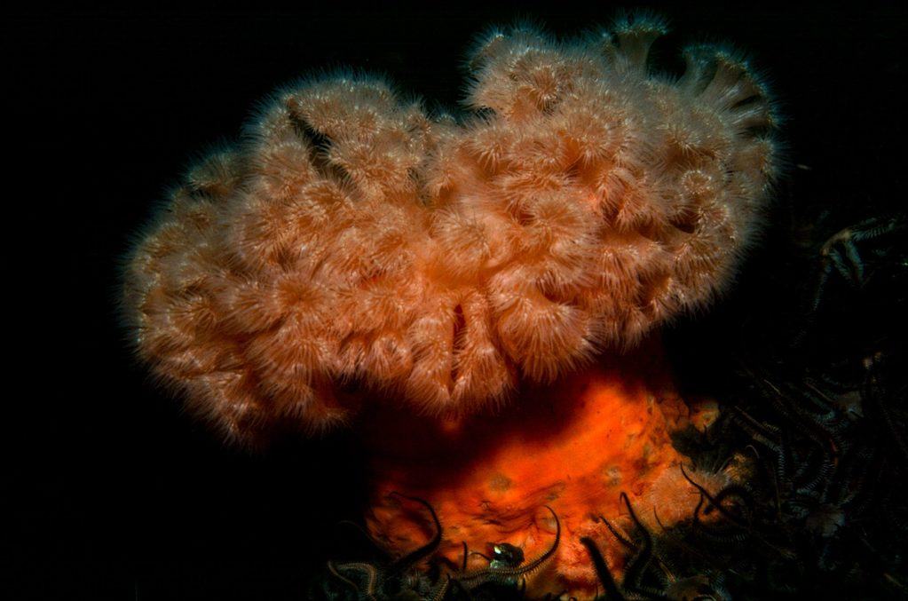 11 Plumose Anemone