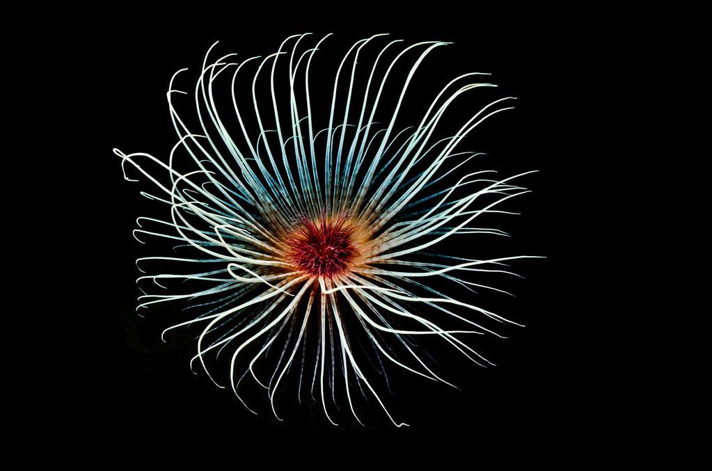 Fireworks Anemone taken at 30 metres in Loch Shira near Inveraray, Scotland